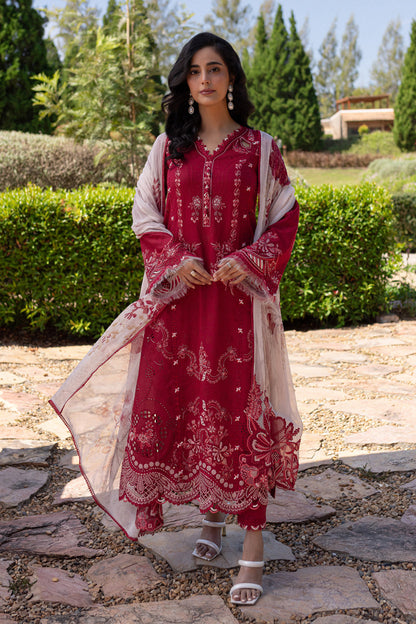 Red rose rangrasiya 🌺