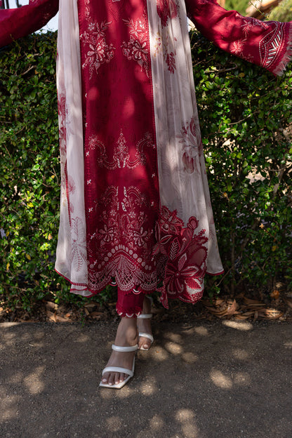 Red rose rangrasiya 🌺