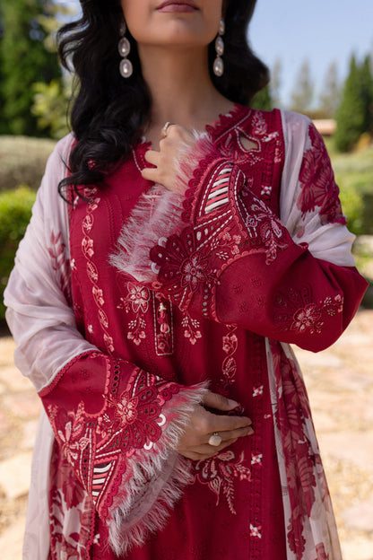 Red rose rangrasiya 🌺